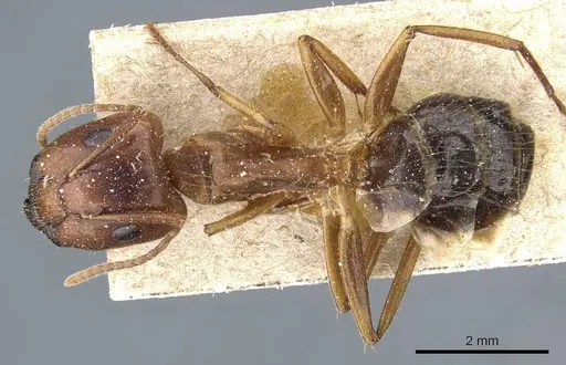 Camponotus irritans specimen CASENT0905795 image casent0905795_1