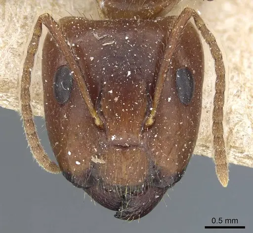 Camponotus irritans specimen CASENT0905795 image casent0905795_2