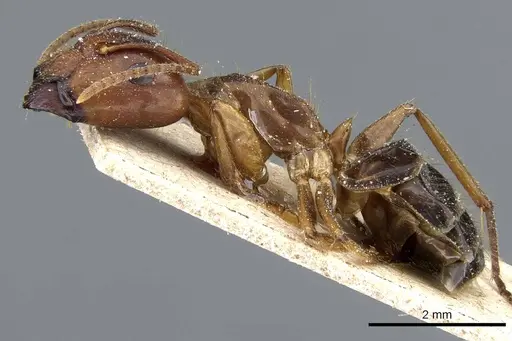 Camponotus irritans specimen CASENT0905795 image casent0905795_3
