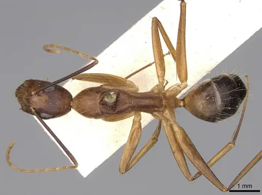 Camponotus irritans specimen CASENT0906955 image casent0906955_1