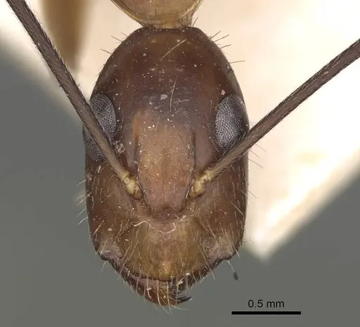 Camponotus irritans specimen CASENT0906955 image casent0906955_2
