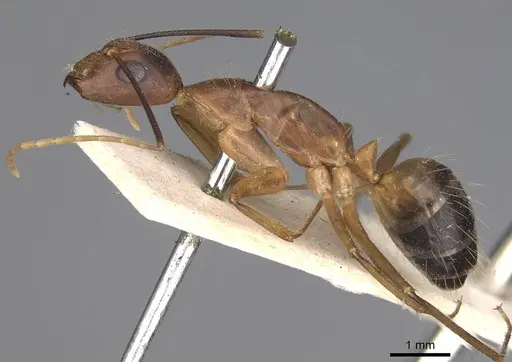 Camponotus irritans specimen CASENT0906955 image casent0906955_3