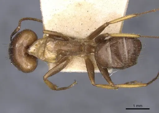 Camponotus irritans specimen CASENT0910144 image casent0910144_1