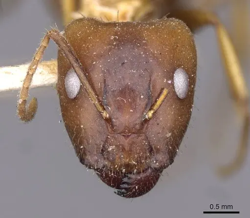 Camponotus irritans specimen CASENT0910144 image casent0910144_2