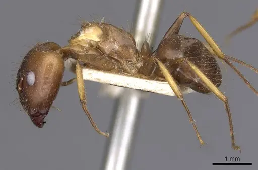 Camponotus irritans specimen CASENT0910144 image casent0910144_3