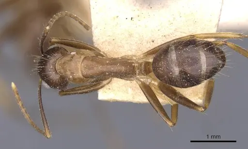 Camponotus irritans specimen CASENT0910145 image casent0910145_1