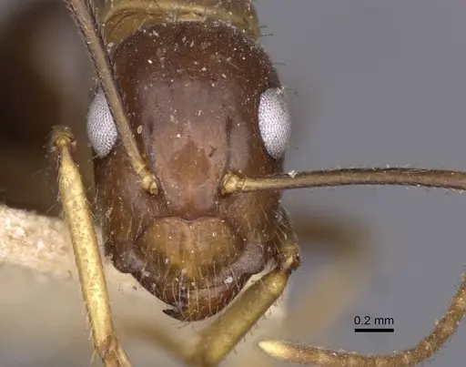 Camponotus irritans specimen CASENT0910145 image casent0910145_2