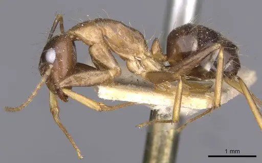 Camponotus irritans specimen CASENT0910145 image casent0910145_3