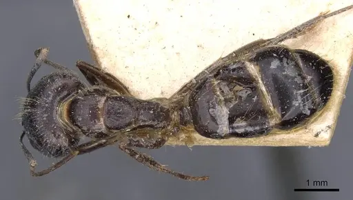 Camponotus irritans specimen CASENT0910146 image casent0910146_1