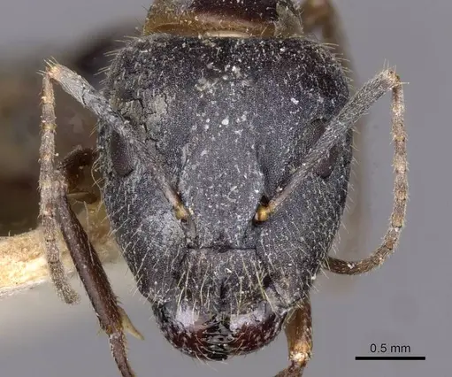 Camponotus irritans specimen CASENT0910146 image casent0910146_2