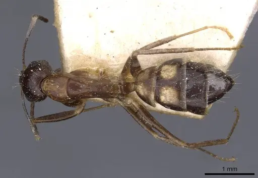 Camponotus irritans specimen CASENT0910147 image casent0910147_1