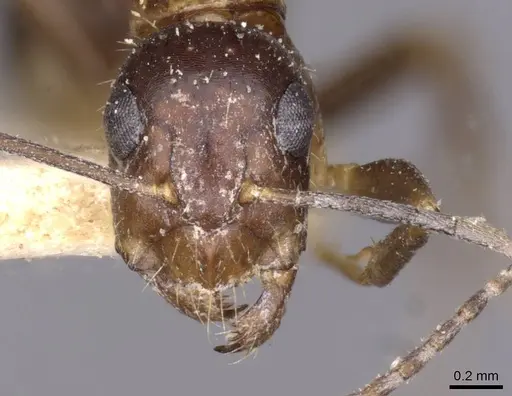 Camponotus irritans specimen CASENT0910147 image casent0910147_2