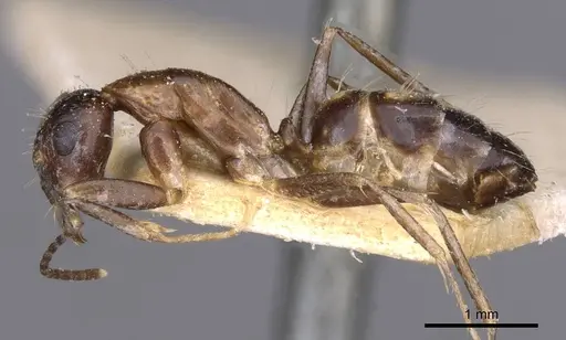 Camponotus irritans specimen CASENT0910147 image casent0910147_3