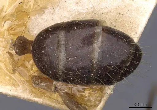 Camponotus irritans specimen CASENT0910148 image casent0910148_1
