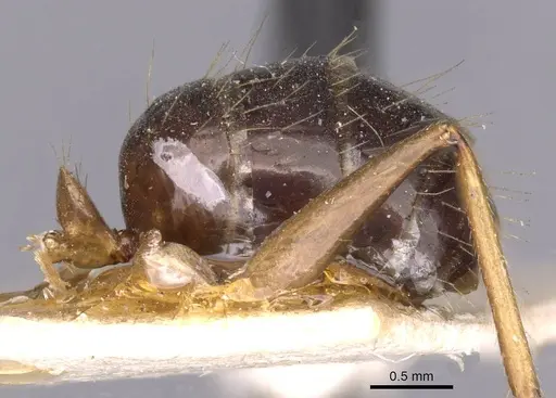 Camponotus irritans specimen CASENT0910148 image casent0910148_2