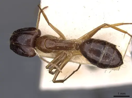 Camponotus irritans specimen CASENT0910149 image casent0910149_1