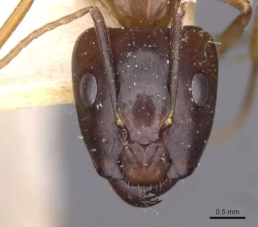 Camponotus irritans specimen CASENT0910149 image casent0910149_2