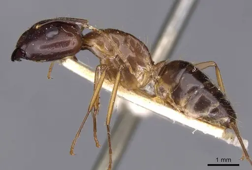 Camponotus irritans specimen CASENT0910149 image casent0910149_3