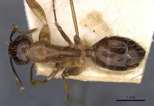 Camponotus irritans specimen CASENT0910150 image casent0910150_1