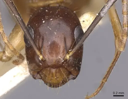 Camponotus irritans specimen CASENT0910150 image casent0910150_2
