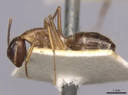 Camponotus irritans specimen CASENT0910150 image casent0910150_3
