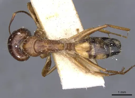 Camponotus irritans specimen CASENT0910151 image casent0910151_1