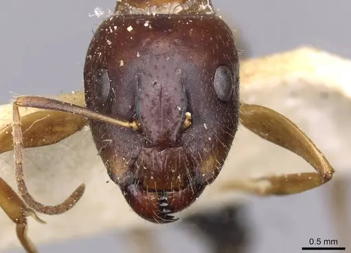 Camponotus irritans specimen CASENT0910151 image casent0910151_2