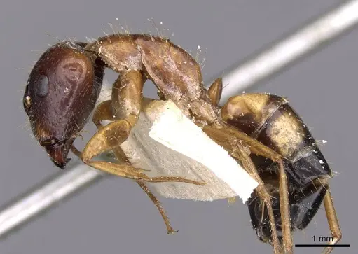 Camponotus irritans specimen CASENT0910151 image casent0910151_3