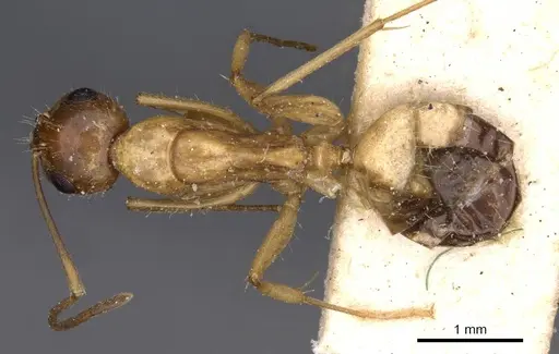 Camponotus irritans specimen CASENT0910152 image casent0910152_1