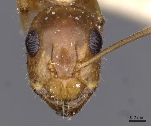 Camponotus irritans specimen CASENT0910152 image casent0910152_2