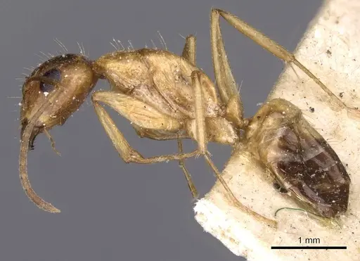 Camponotus irritans specimen CASENT0910152 image casent0910152_3