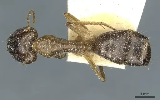 Camponotus irritans specimen CASENT0911960 image casent0911960_1