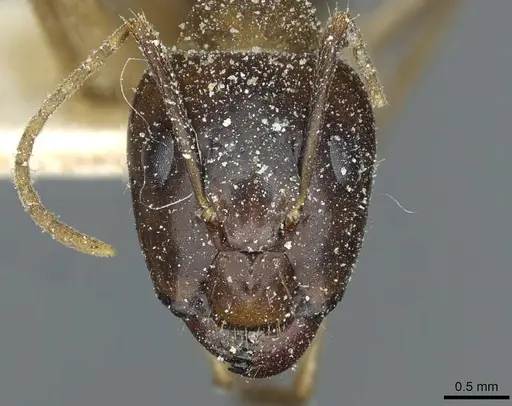 Camponotus irritans specimen CASENT0911960 image casent0911960_2