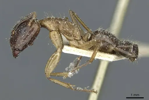 Camponotus irritans specimen CASENT0911960 image casent0911960_3