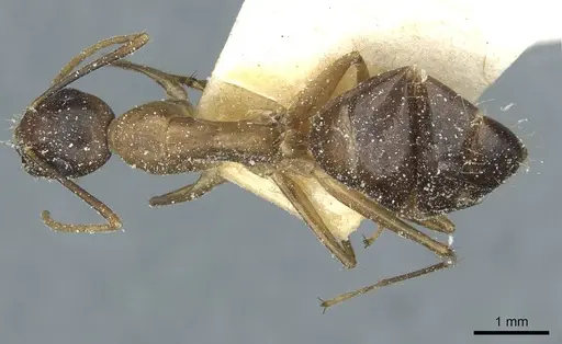 Camponotus irritans specimen CASENT0911961 image casent0911961_1