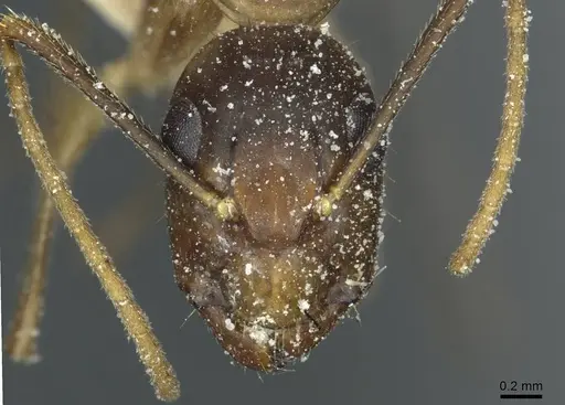 Camponotus irritans specimen CASENT0911961 image casent0911961_2