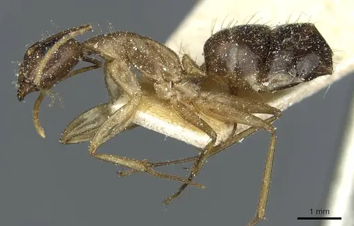Camponotus irritans specimen CASENT0911961 image casent0911961_3