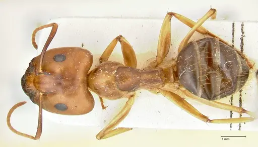 Camponotus irritans specimen FOCOL2391 image focol2391_1
