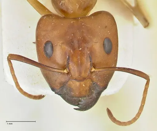 Camponotus irritans specimen FOCOL2391 image focol2391_2