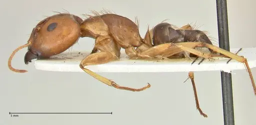 Camponotus irritans specimen FOCOL2391 image focol2391_3