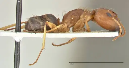Camponotus irritans specimen FOCOL2391 image focol2391_4