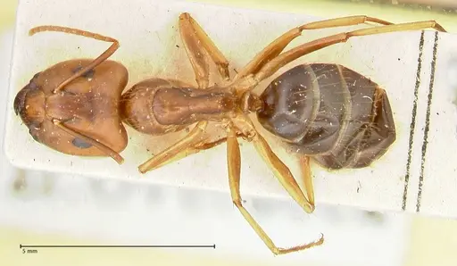 Camponotus irritans specimen FOCOL2392 image focol2392_1