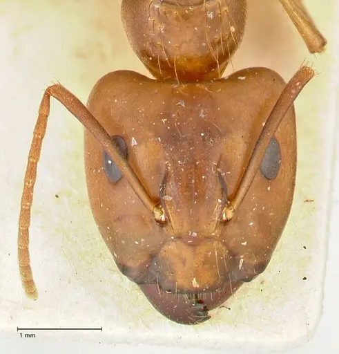Camponotus irritans specimen FOCOL2392 image focol2392_2
