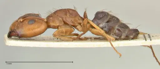 Camponotus irritans specimen FOCOL2392 image focol2392_3