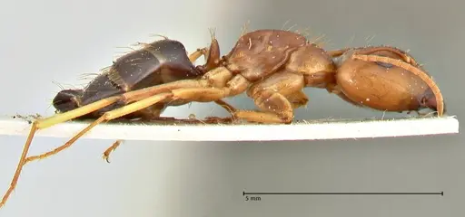 Camponotus irritans specimen FOCOL2392 image focol2392_4
