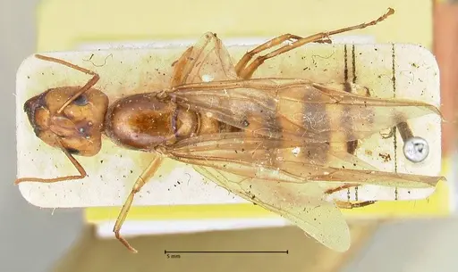 Camponotus irritans specimen FOCOL2393 image focol2393_1