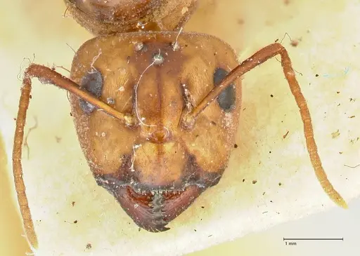 Camponotus irritans specimen FOCOL2393 image focol2393_2