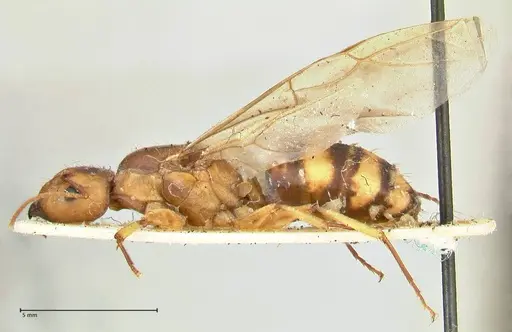 Camponotus irritans specimen FOCOL2393 image focol2393_3