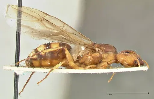 Camponotus irritans specimen FOCOL2393 image focol2393_4