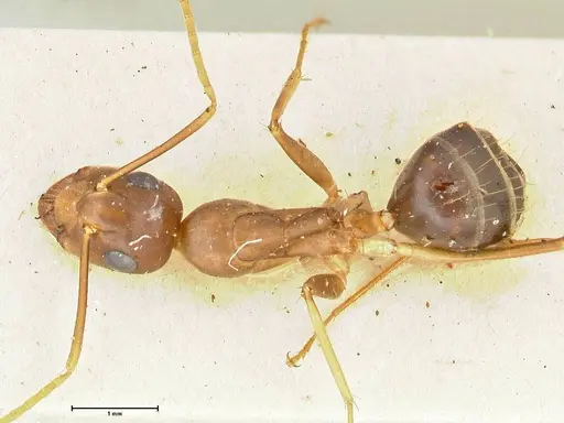Camponotus irritans specimen FOCOL2394 image focol2394_1